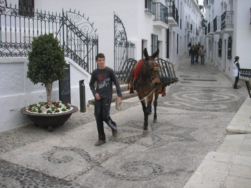 An owner takes his mule down the street.