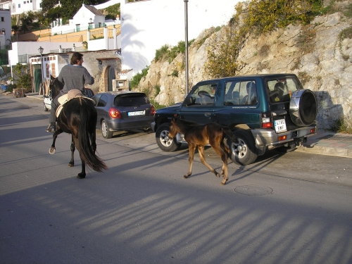 Ein Mann auf einem Pferd führt ein Fohlen durch das Dorf auf dem Heimweg.