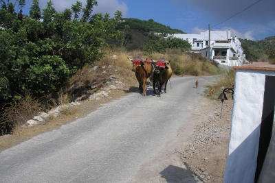 Two lone oxen amble past the villa down the lane accompanied only by two dogs. Where is their owner?!